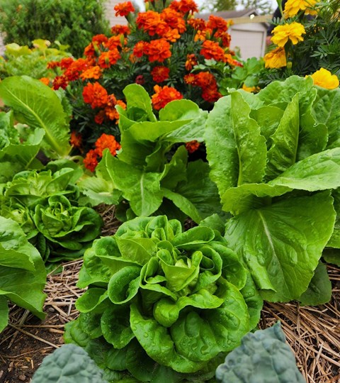 a garden bed with green lettuce and orange and yellow flowers